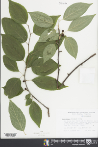 Ilex montana image