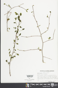 Ilex ambigua image