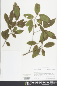 Ilex amelanchier image