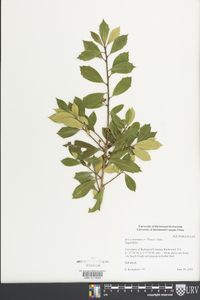 Ilex x attenuata image