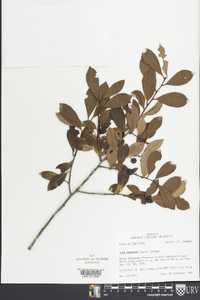 Ilex coriacea image