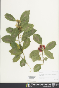 Ilex cornuta image