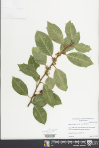 Ilex cornuta image