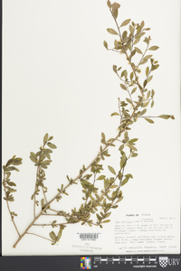 Ilex curtissii image