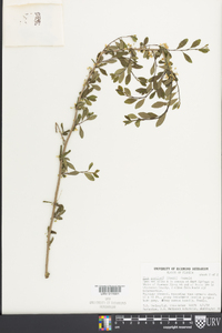 Ilex curtissii image