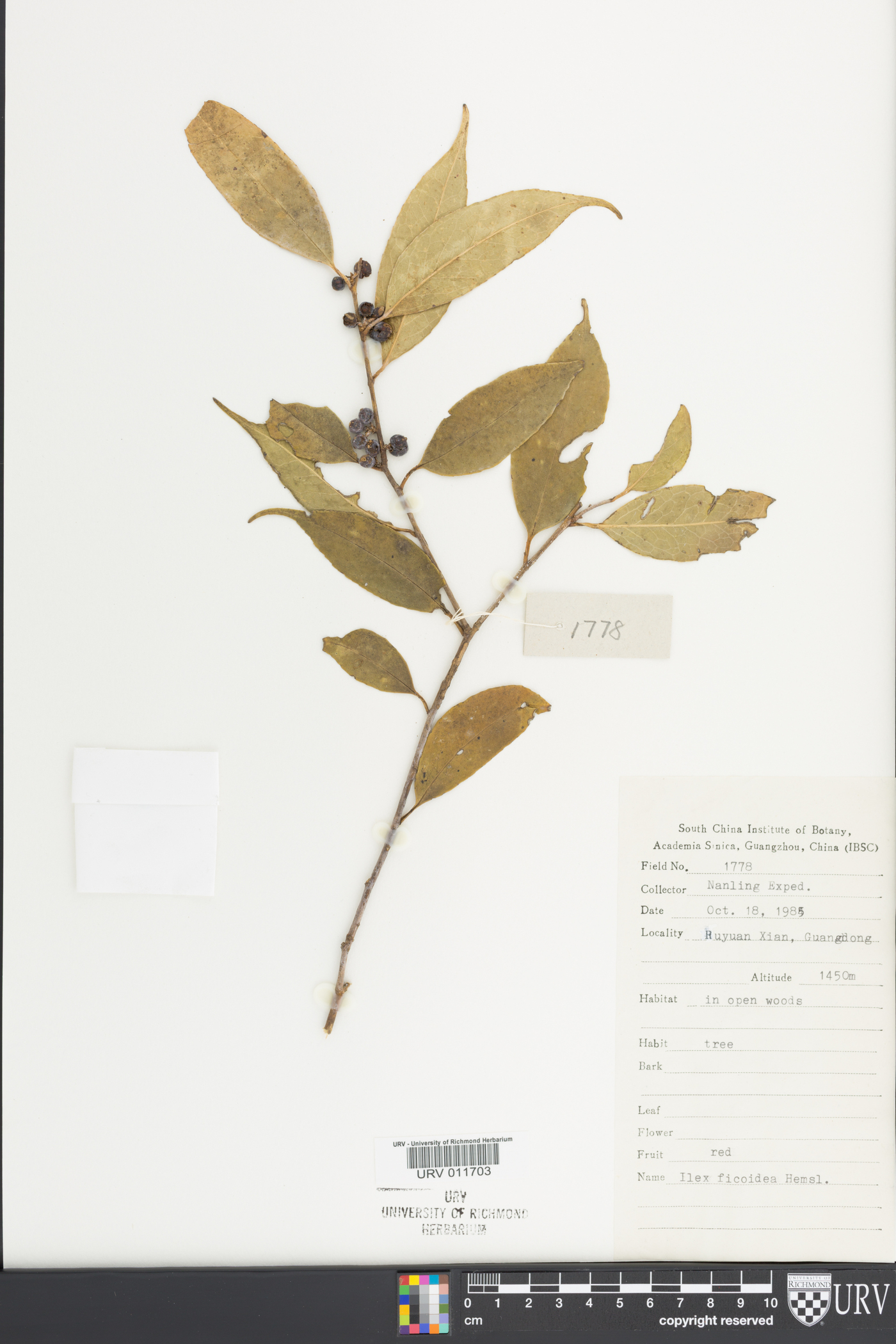 Ilex ficoidea image