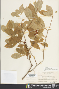 Ilex laevigata image