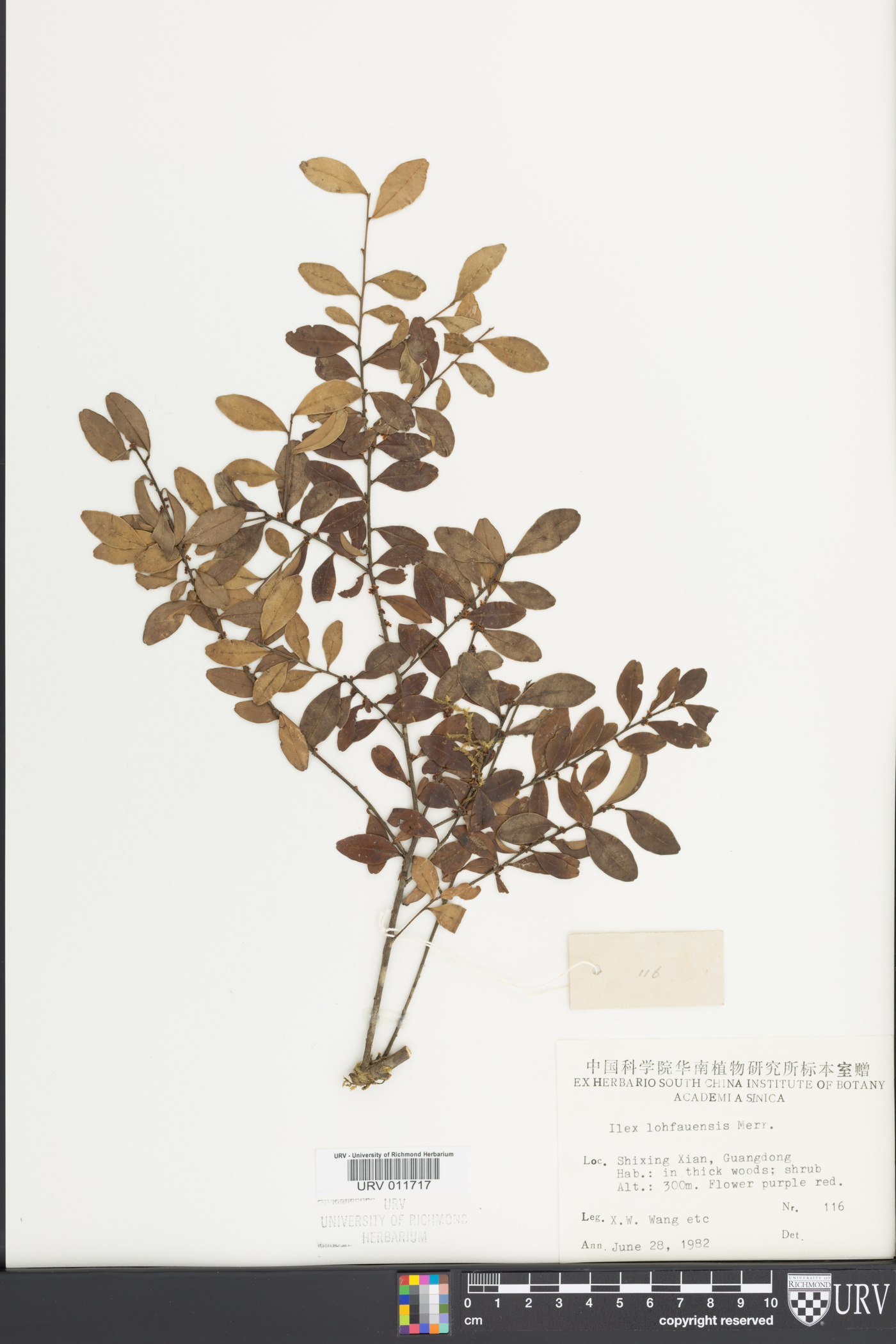 Ilex lohfauensis image