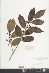 Ilex chinensis image