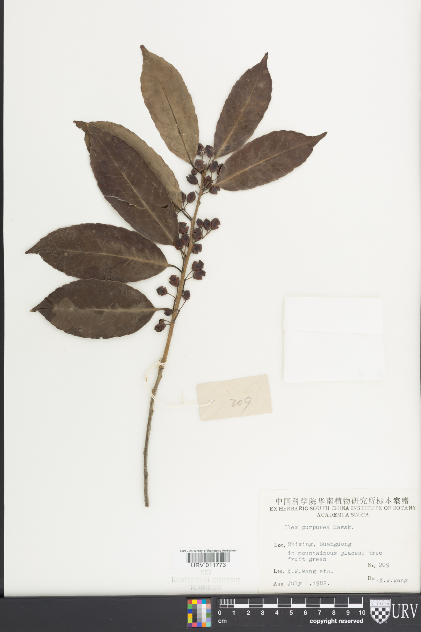 Ilex chinensis image