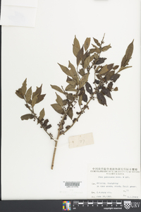 Ilex pubescens image