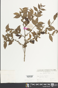 Ilex pubescens image