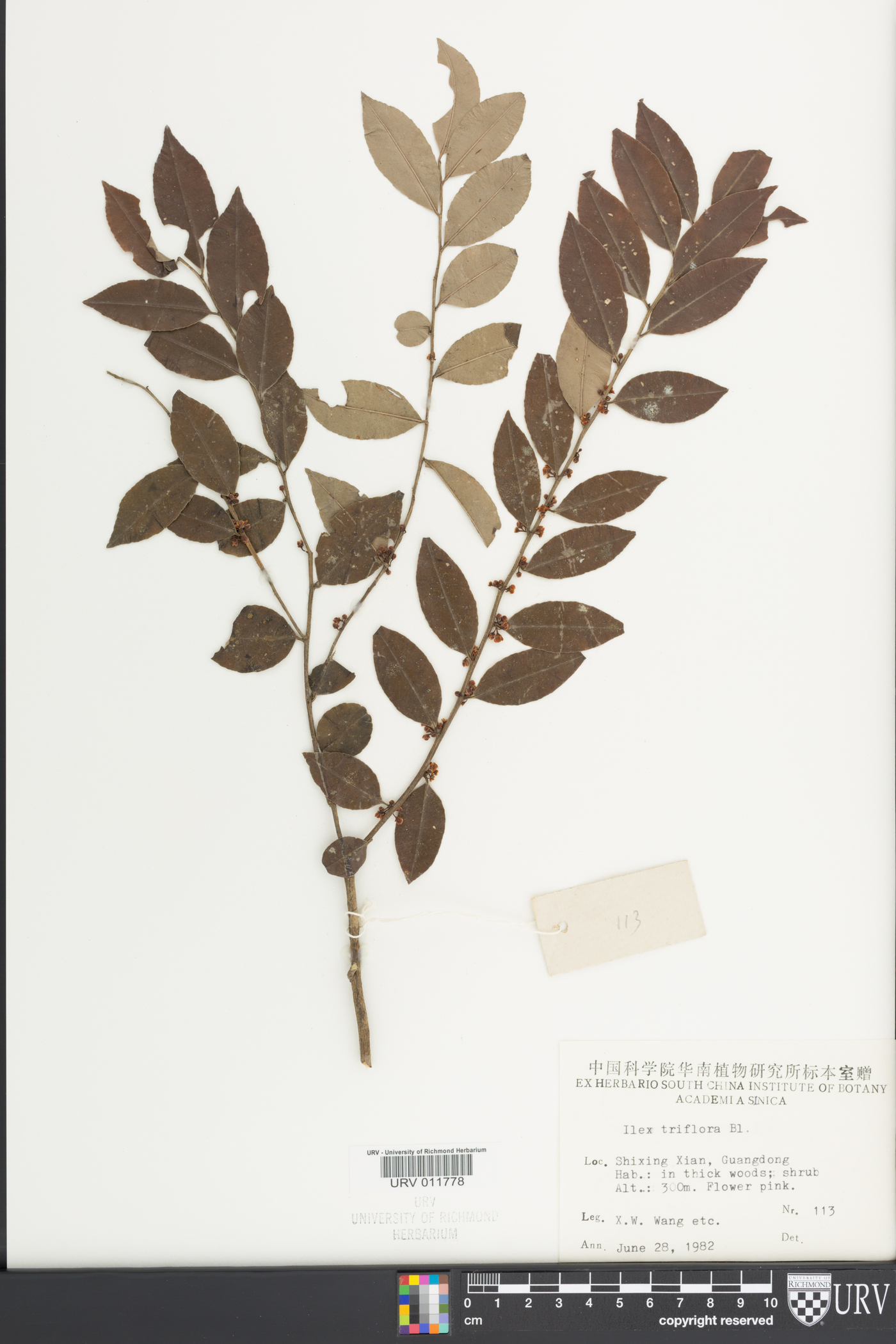 Ilex triflora image