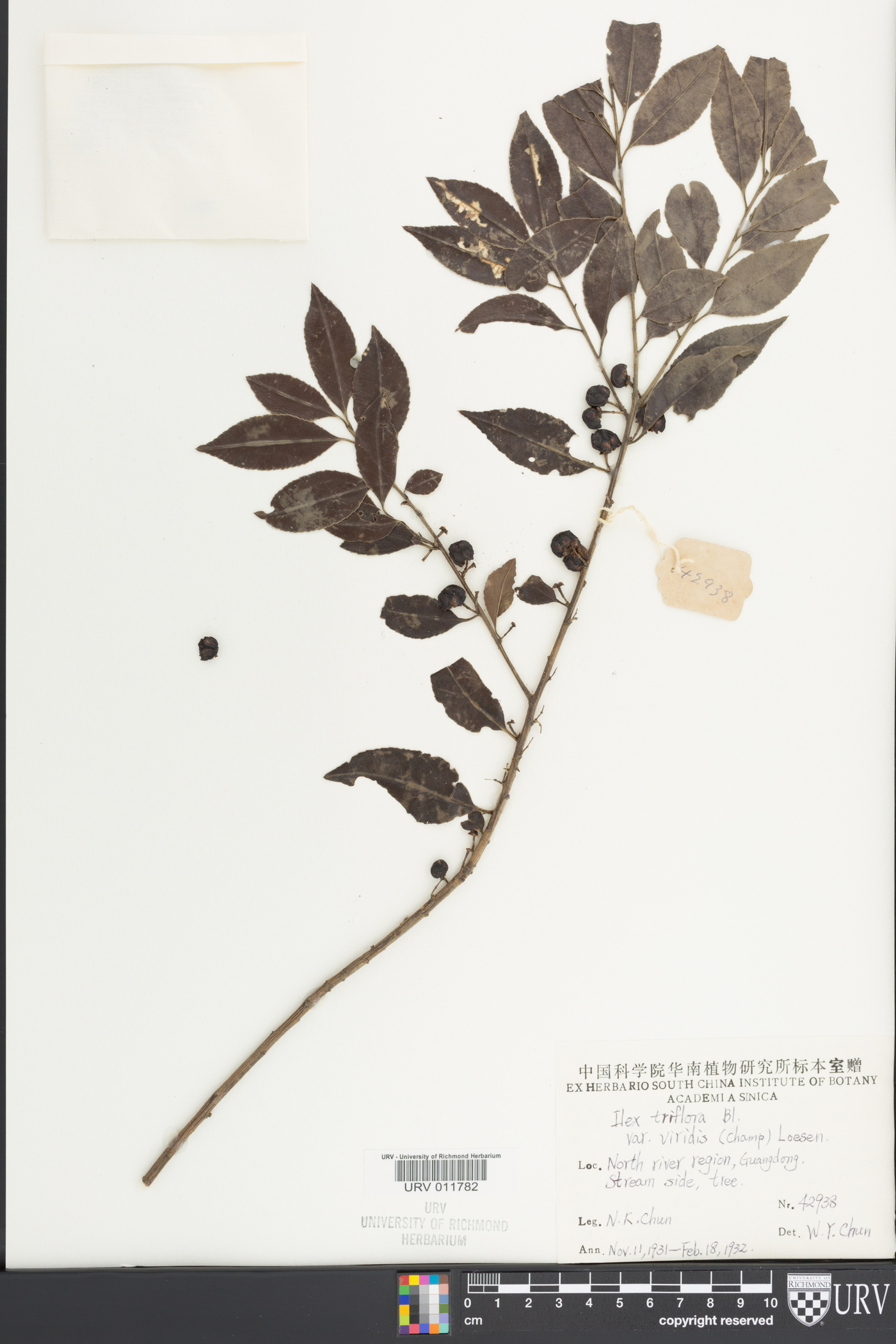 Ilex viridis image