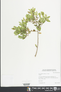 Ilex vomitoria image