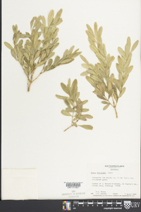 Buxus harlandii image