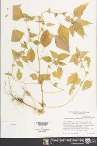 Acalypha deamii image