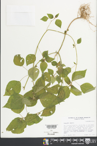 Acalypha deamii image