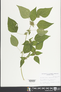 Acalypha deamii image