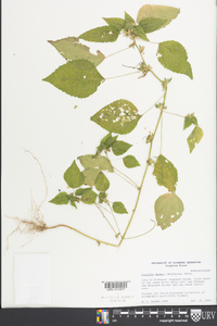 Acalypha deamii image