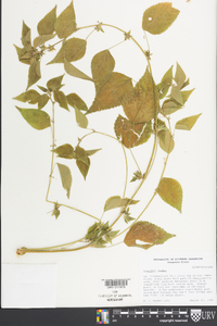 Acalypha deamii image