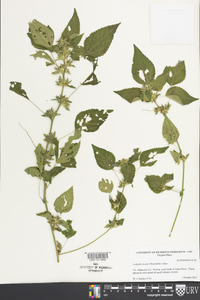 Acalypha deamii image