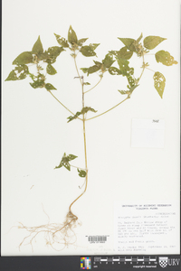 Acalypha deamii image