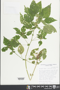 Acalypha deamii image