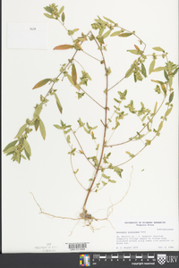 Acalypha gracilens image