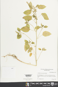 Acalypha ostryifolia image