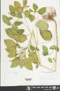 Acalypha ostryifolia image