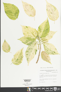 Acalypha wilkesiana image