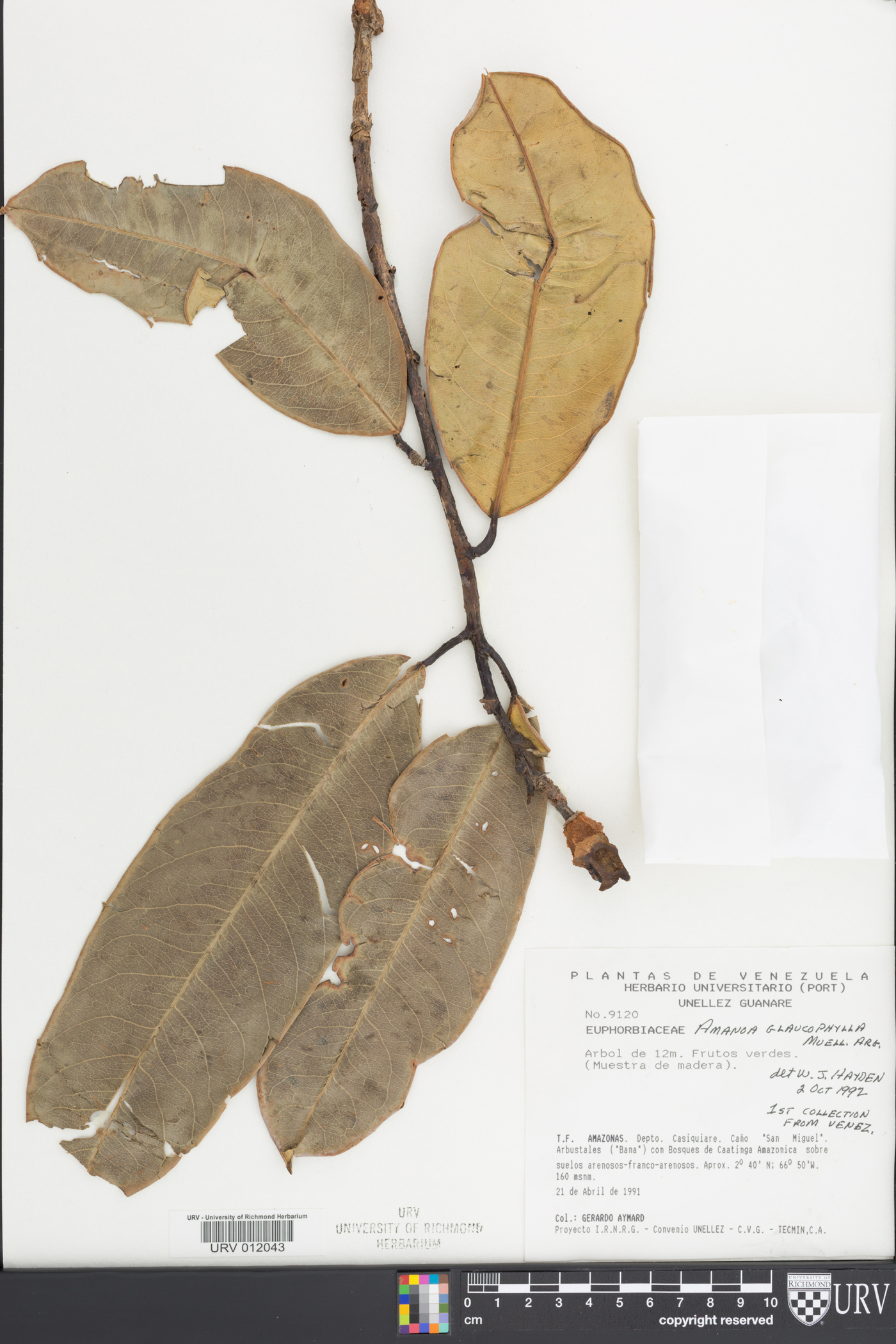 Amanoa glaucophylla image
