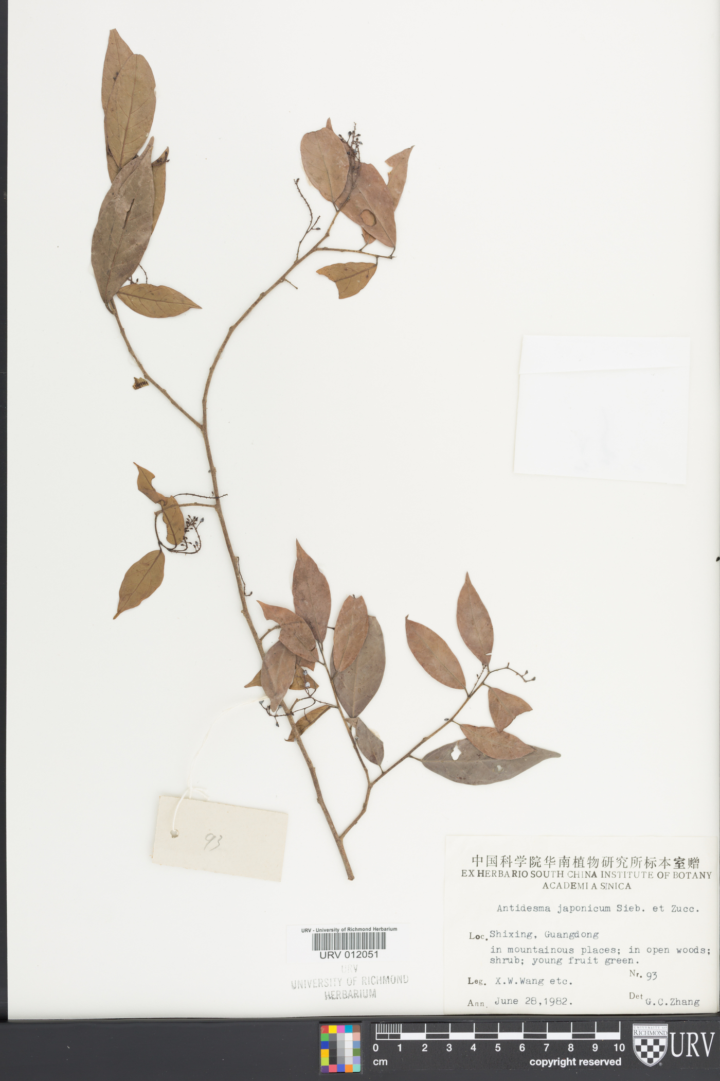 Antidesma japonicum image