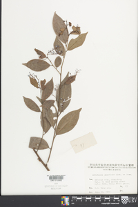 Antidesma japonicum image