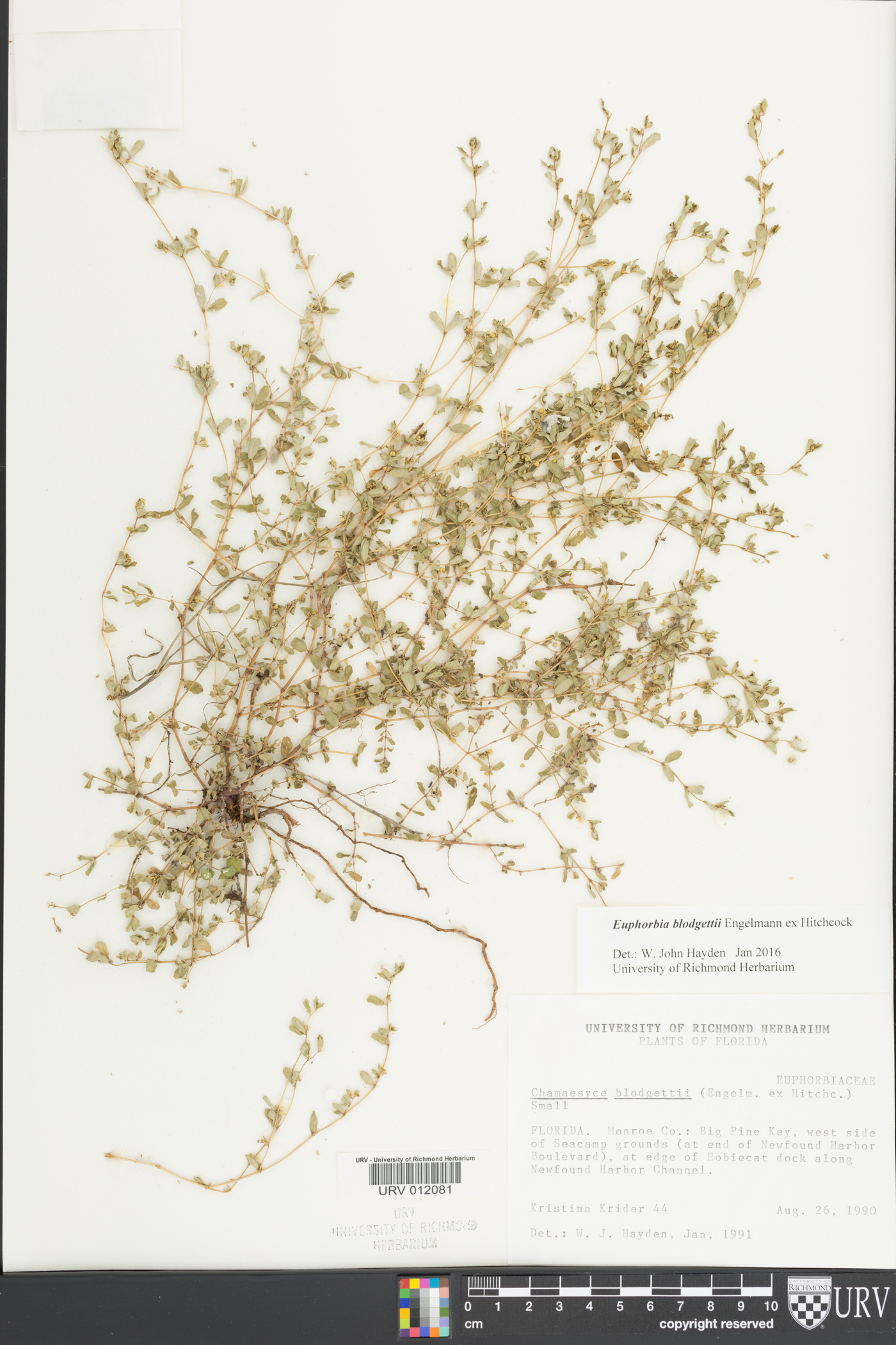 Chamaesyce blodgettii image