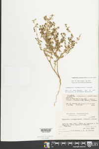 Euphorbia catamarcensis image