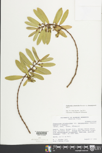 Euphorbia celastroides var. hanapepensis image