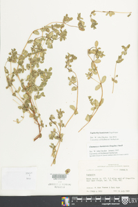 Euphorbia humistrata image