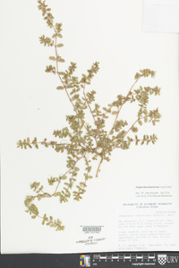 Euphorbia humistrata image