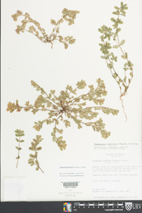 Chamaesyce dioica image