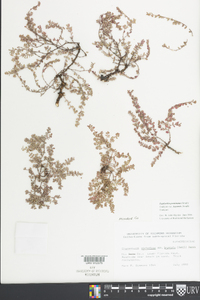 Euphorbia porteriana var. keyensis image