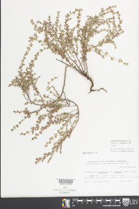 Euphorbia porteriana var. keyensis image