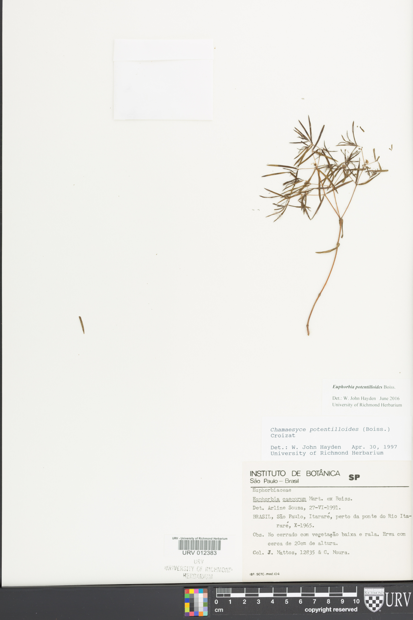 Euphorbia potentilloides image
