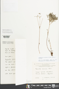 Euphorbia potentilloides image
