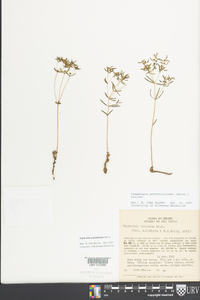 Euphorbia potentilloides image