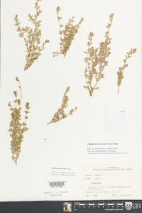 Euphorbia prostrata image