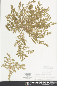 Euphorbia prostrata image