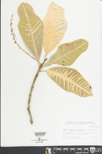 Codiaeum variegatum image