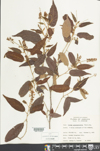 Croton grisebachianus image